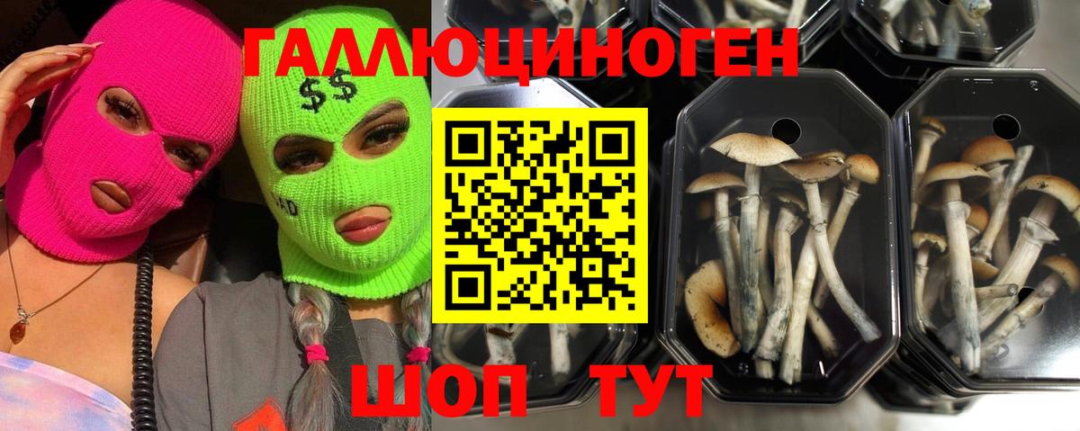 Псилоцибиновые грибы прущие грибы  Вход с VPN  Малгобек 